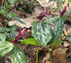 Trillium lancifolium