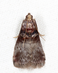 Acrobasis stigmella
