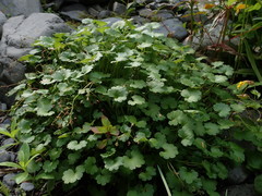 Romanzoffia sitchensis