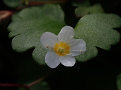 Romanzoffia sitchensis