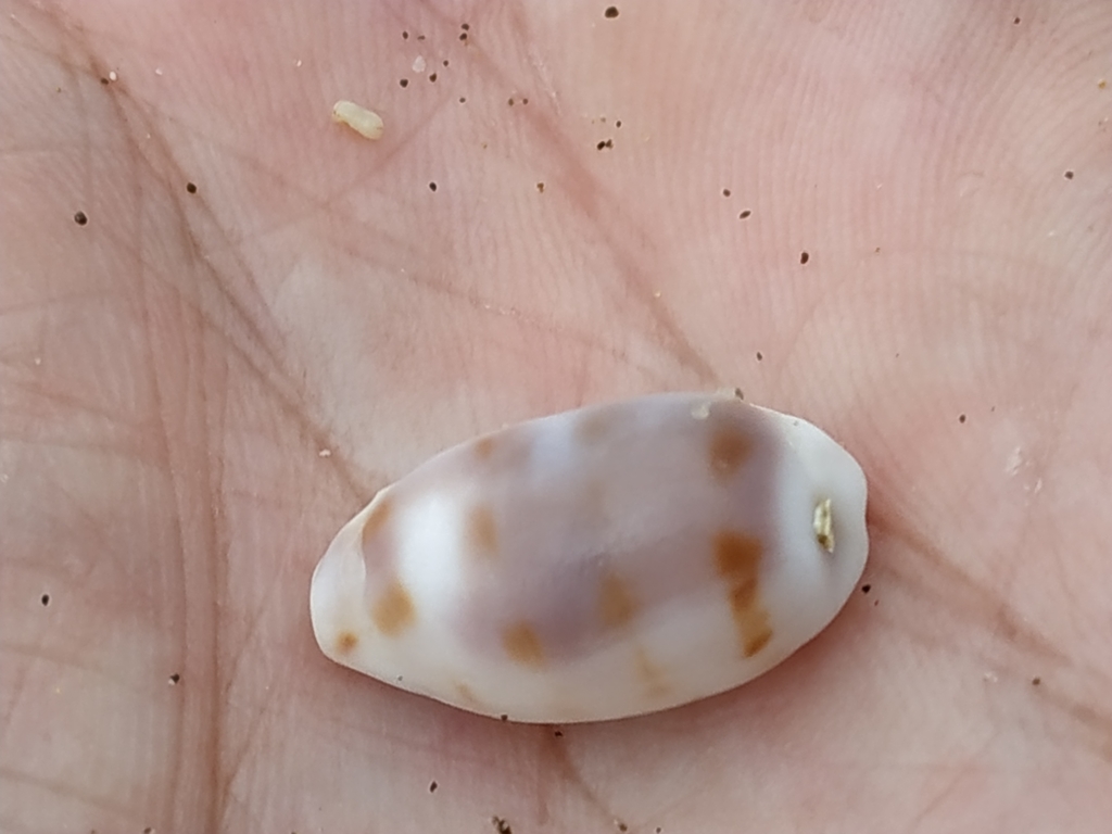 Blasicrura pallidula