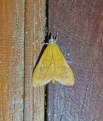 Loxomorpha flavidissimalis