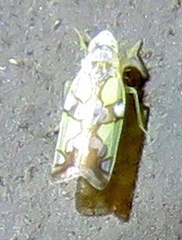 Protalebrella conica
