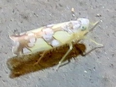 Protalebrella conica