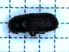 Dendroctonus frontalis