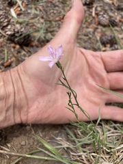 Stephanomeria tenuifolia