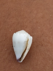 Conus sponsalis