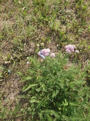 Achillea millefolium