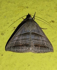 Ptichodis immunis