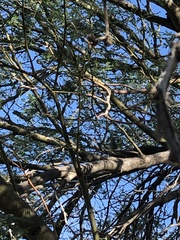 Melanerpes uropygialis