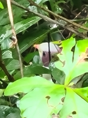 Ptilinopus occipitalis