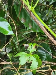 Ptilinopus occipitalis