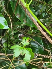 Ptilinopus occipitalis