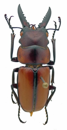 Lucanidae image