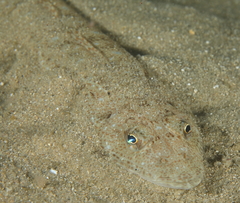 Platycephalus grandispinis