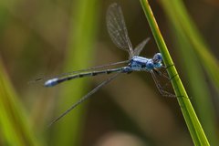 Lestes forcipatus