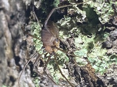 Hadrobunus maculosus