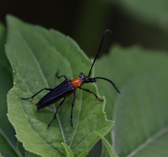 Cyphonotida rostrata