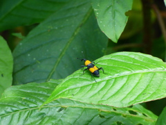 Rhodobaenus augustinus
