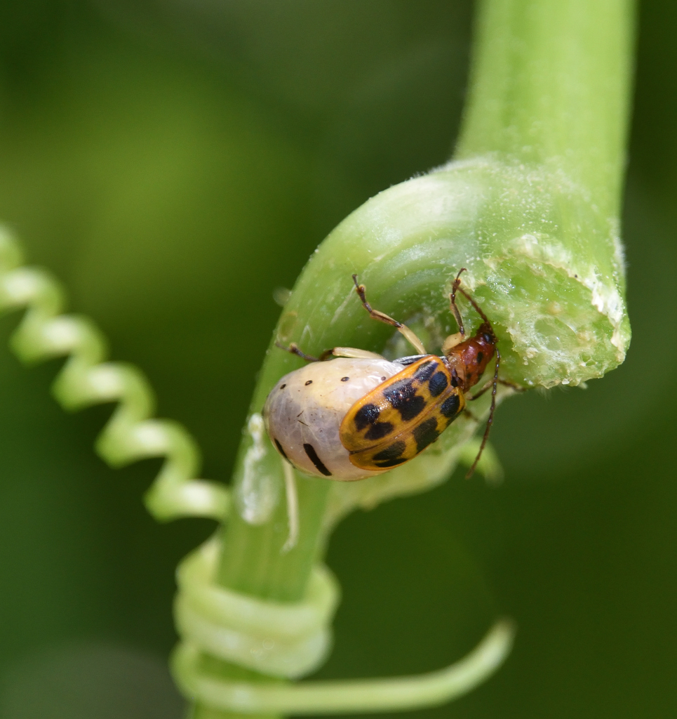 Isotes laevicollis