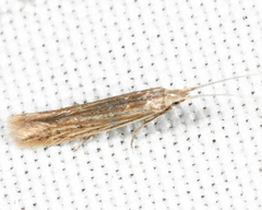 Coleophora quadruplex