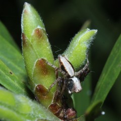 Oxyopes variabilis