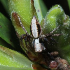 Oxyopes variabilis