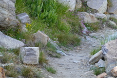 Leucosticte tephrocotis dawsoni