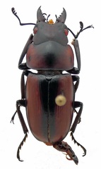 Prosopocoilus dallastai