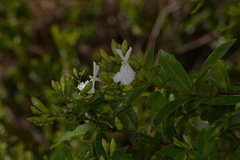 Oxera neriifolia