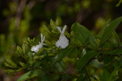 Oxera neriifolia