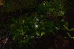 Oxera neriifolia