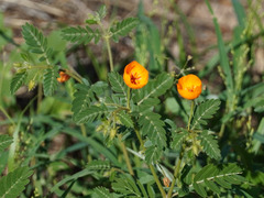 Kallstroemia grandiflora