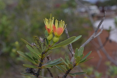 Xanthostemon aurantiacus