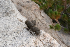 Marmota flaviventris
