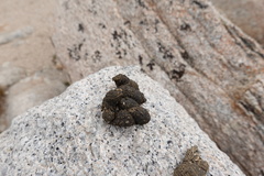 Marmota flaviventris