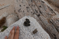 Marmota flaviventris