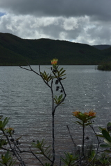 Xanthostemon aurantiacus