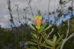 Xanthostemon aurantiacus