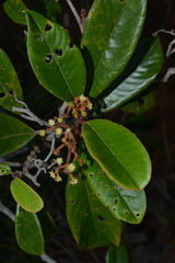Alphitonia neocaledonica