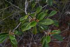 Alphitonia neocaledonica