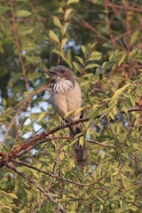 Aphelocoma californica