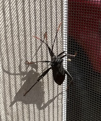 Acanthocephala thomasi