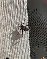 Acanthocephala thomasi