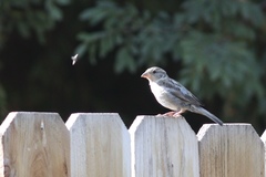 Passer domesticus