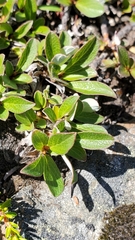 Salix cascadensis