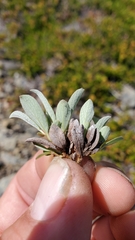 Salix cascadensis