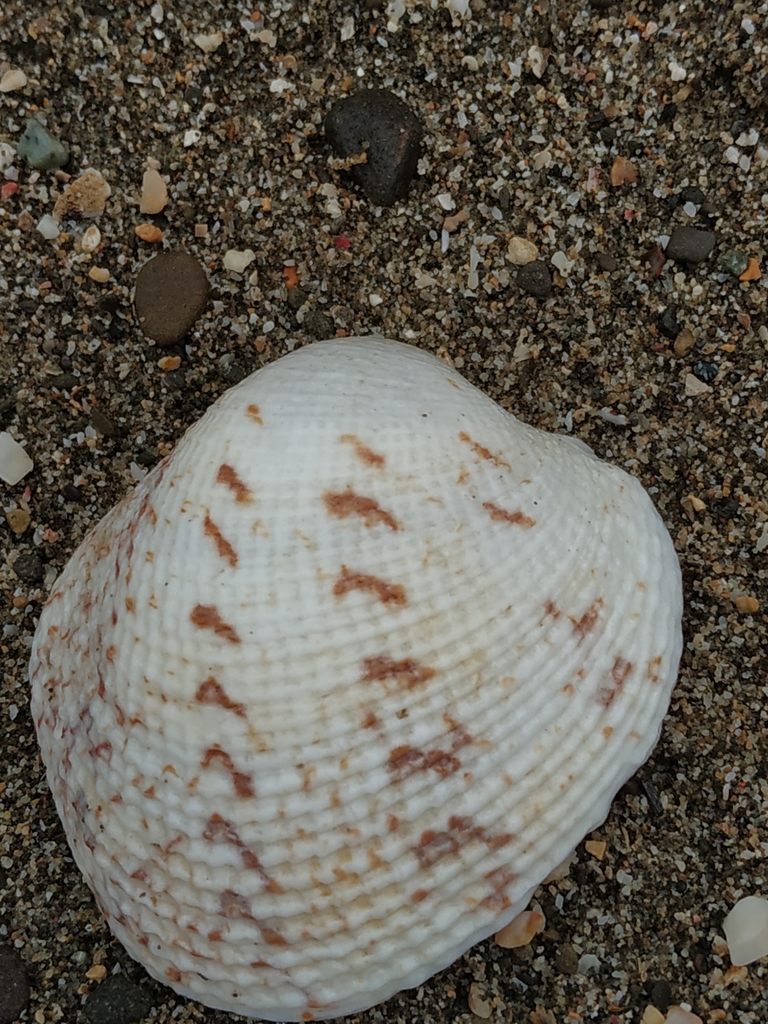 Reticulated venus