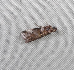 Conobathra hemichlaena