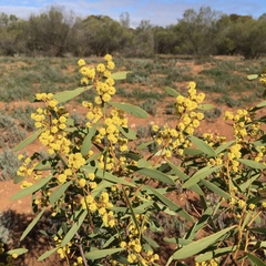 Acacia hakeoides
